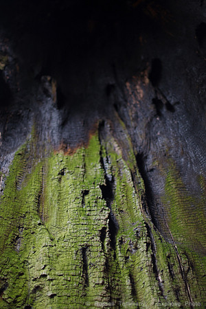 Grove of Old Trees