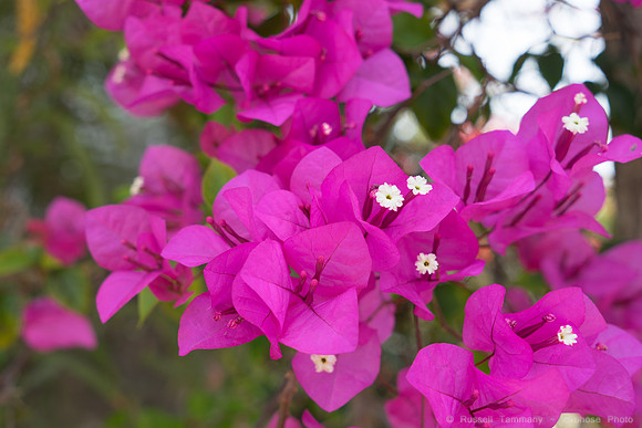 DSC09405