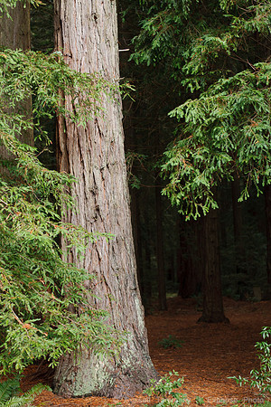 Grove of Old Trees