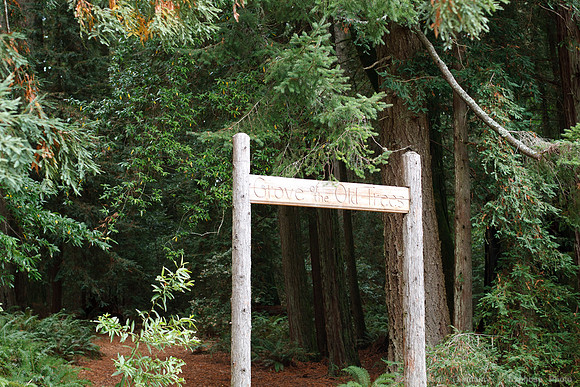 Grove of Old Trees