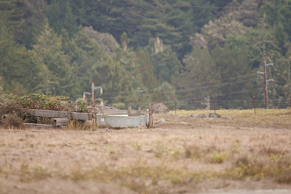 Jenner Headlands