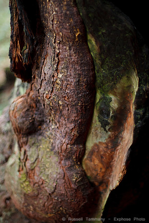 Grove of Old Trees