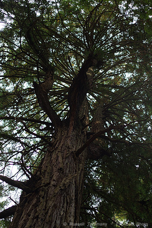 Grove of Old Trees