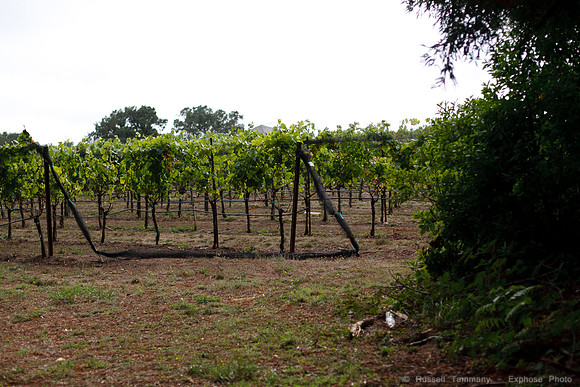 Grove of Old Trees