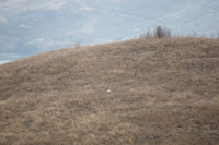 Jenner Headlands