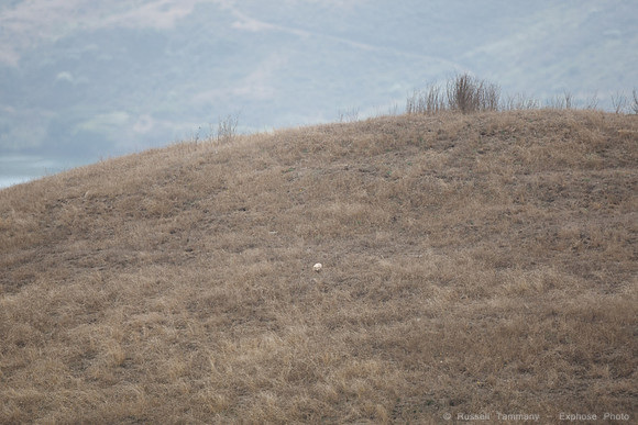 Jenner Headlands