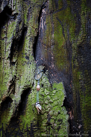 Grove of Old Trees