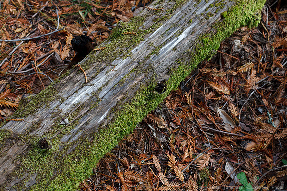 Grove of Old Trees