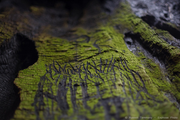 Grove of Old Trees