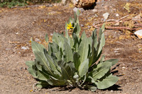 CA-89