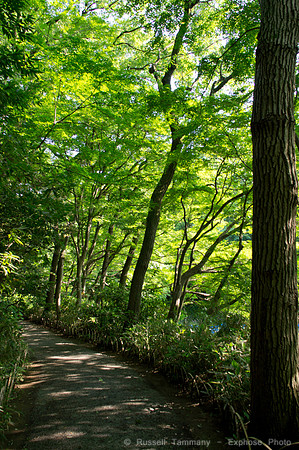 Meiji Jingu & Gardens