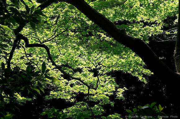 Meiji Jingu & Gardens
