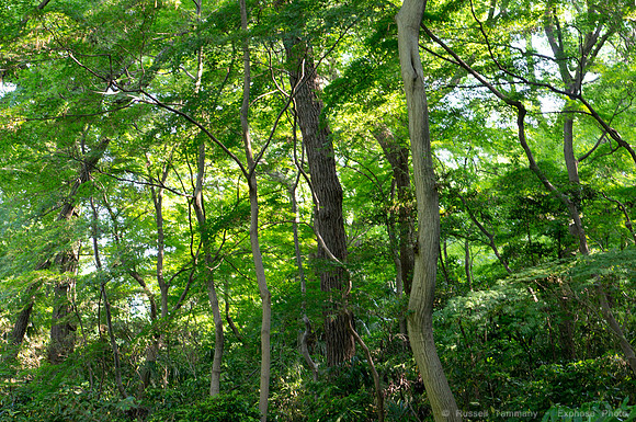 Meiji Jingu & Gardens