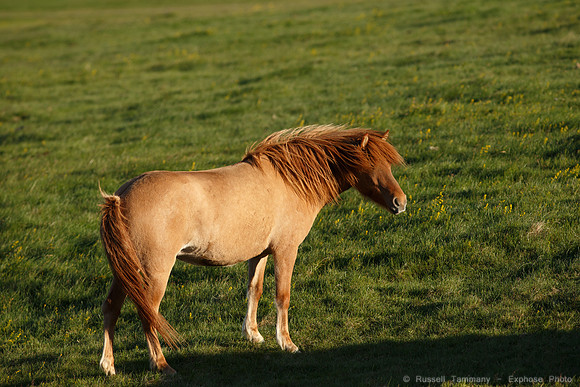 Icelandic Horses near Hjálparfoss