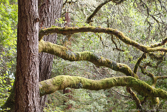 Grove of Old Trees
