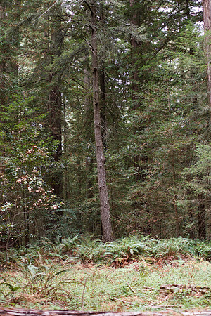 Grove of Old Trees
