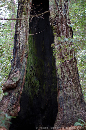 Grove of Old Trees