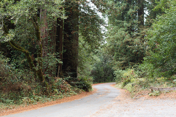 Grove of Old Trees