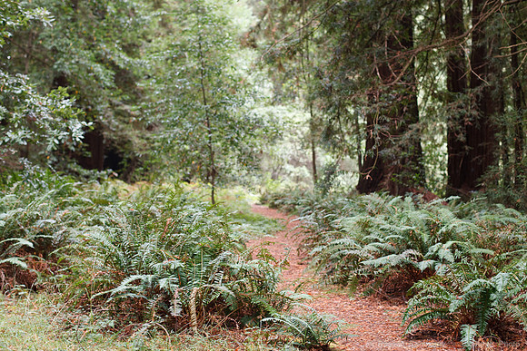 Grove of Old Trees