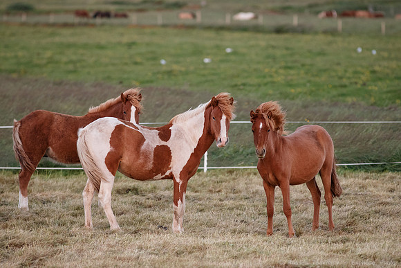 Icelandic Horses near Hveragerði