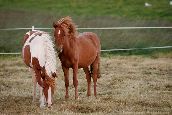 Icelandic Horses near Hveragerði
