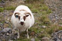 Snæfellsnes Sheep