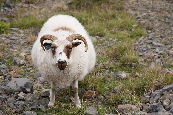 Snæfellsnes Sheep