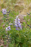 Icelandic Flora