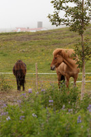 Icelandic Horses