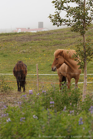 Icelandic Horses
