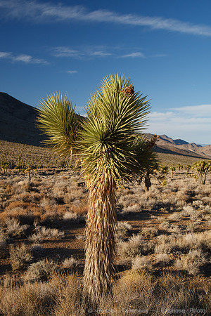 Death Valley NP Sunset