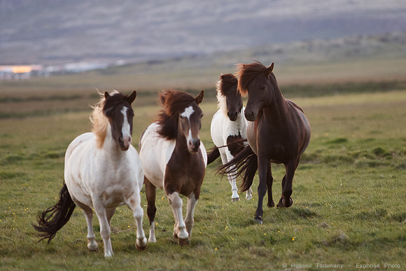 Icelandic Horses near Hveragerði