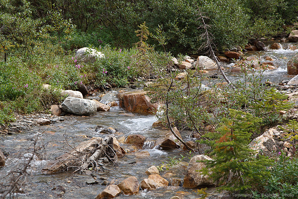 Jasper NP, AB