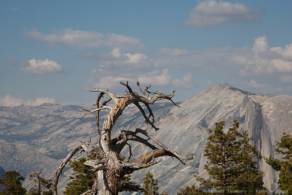 Sentinel Dome - Yosemite NP
