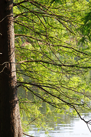 Piedmont Park Area