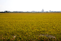Parque Natural de la Albufera de Valencia