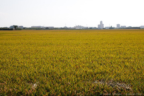 Parque Natural de la Albufera de Valencia