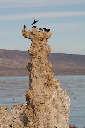Mono Lake Sunrise