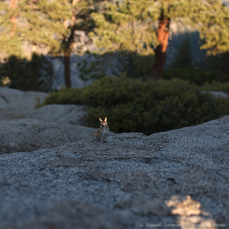 Glacier Point - Yosemite NP