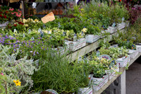 Montréal - Marche Jean-Talon