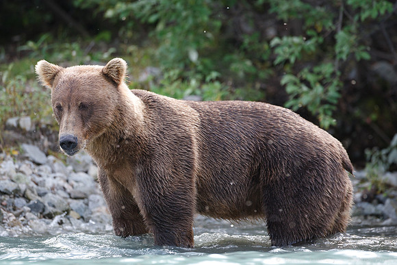 Bears!