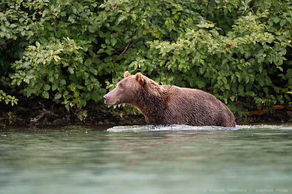 Bears!