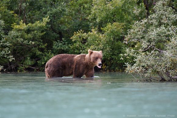 Bears!