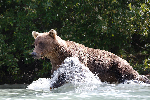 Bears!