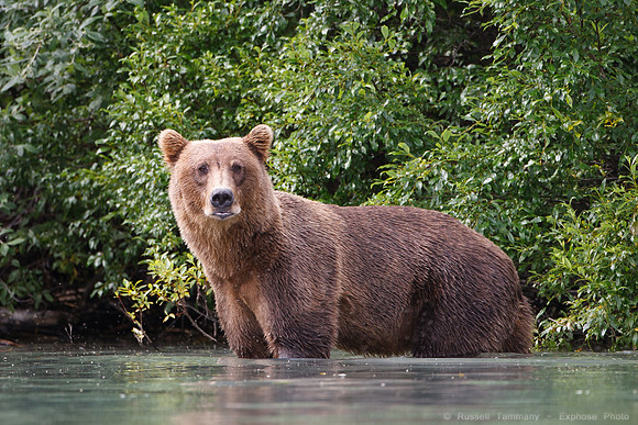 Bears!