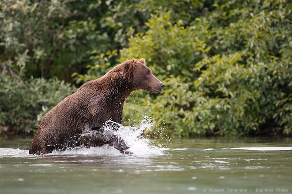 Bears!