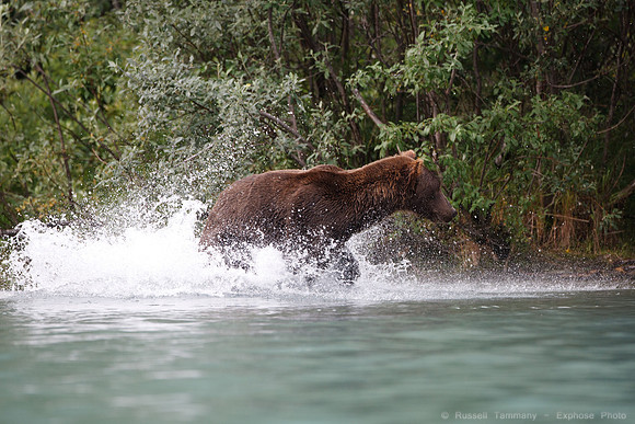 Bears!