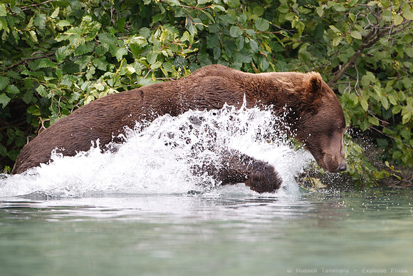 Bears!