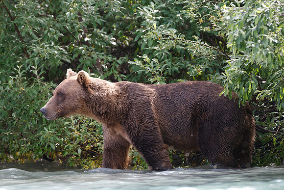 Bears!