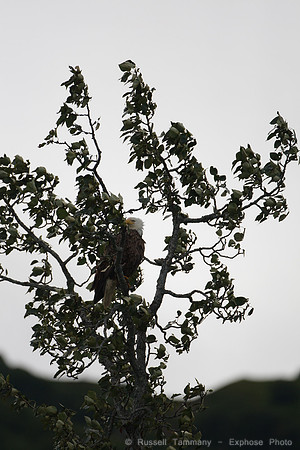 Bald Eagle, Lake Clark NP